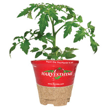Green Zebra Tomato