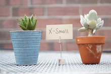 Succulent Arrangments