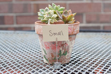 Succulent Arrangments