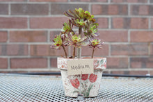 Succulent Arrangments