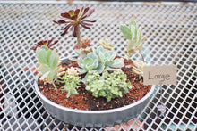 Succulent Arrangments