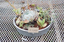 Succulent Arrangments