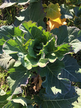 Home Grown Greens