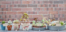 Succulent Arrangments