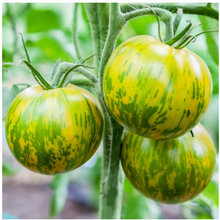 Green Zebra Tomato