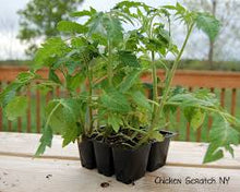 Green Zebra Tomato